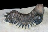 Stunning Crotalocephalina Trilobite With Exposed Hypostome #177340-3